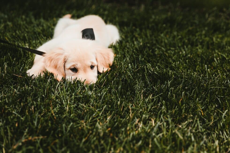 Pet