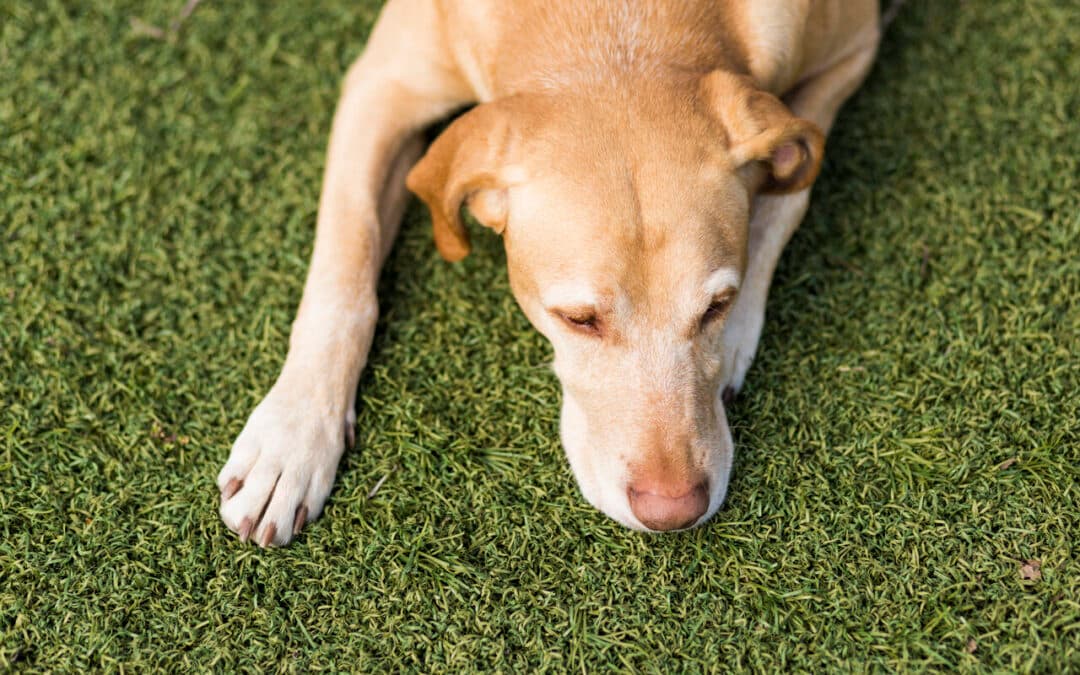 Pet Areas